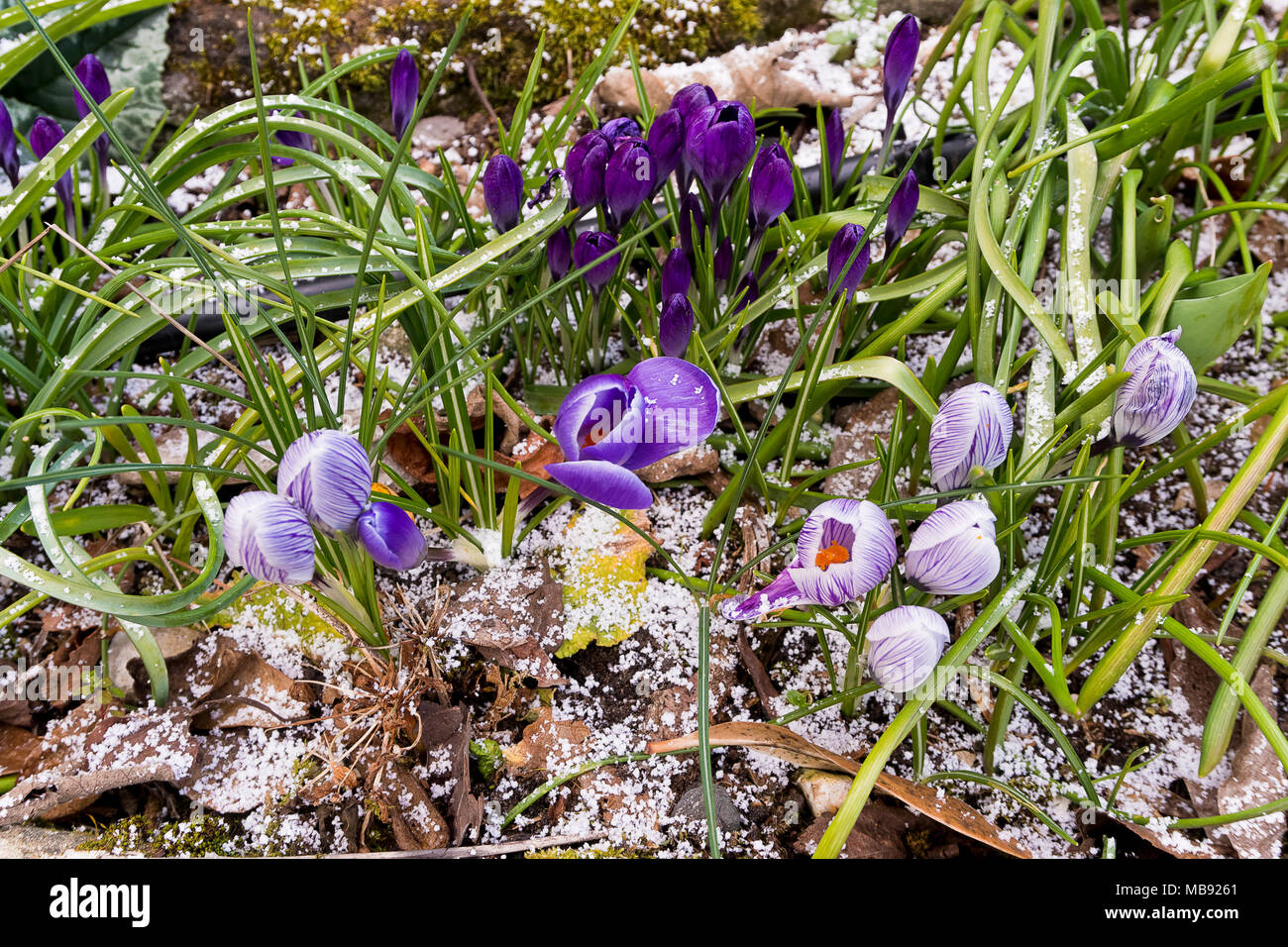 Frühling Schnee in einem Vorort Garten mit lila Krokusse Blumen in einem Blumenbeet Stockfoto
