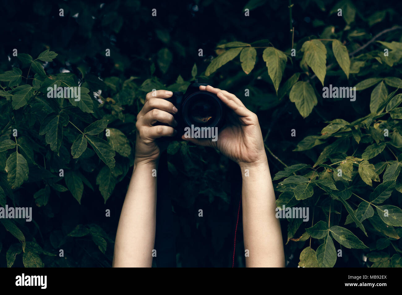 Woman's Hände, die Kamera und Fotos in den Büschen versteckt Stockfoto