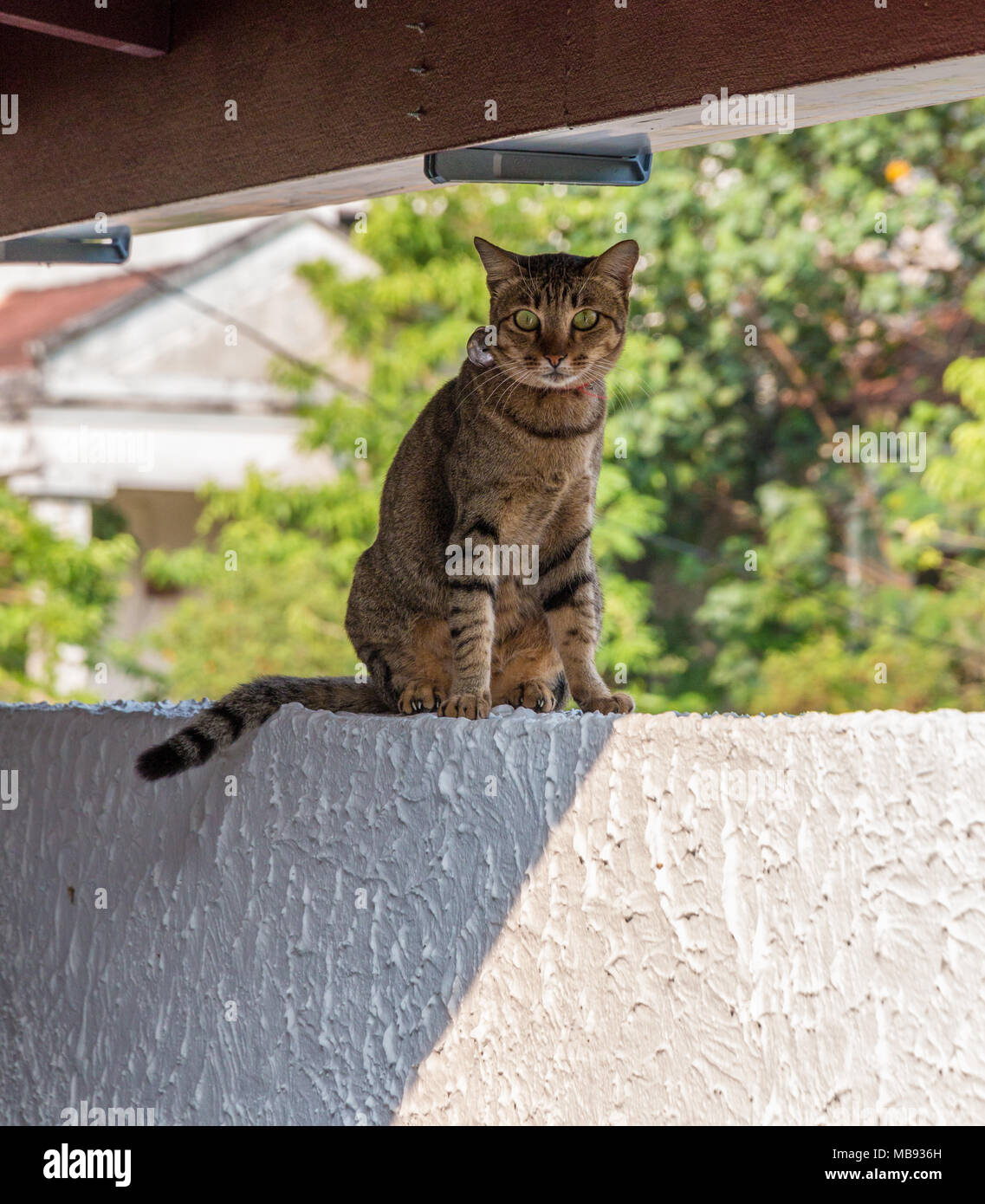 Ein graues Mackerel Tabby Katze (Felis catus) trägt ein Halsband mit einer großen Glocke, sitzen auf einer weißen Wand und Blick in die Kamera. Stockfoto