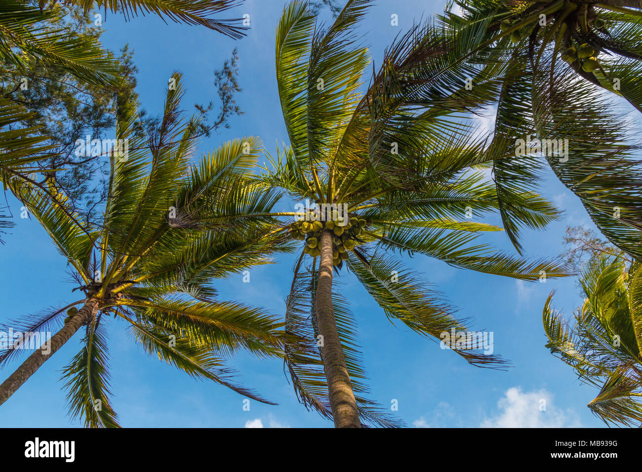 Kokospalmen in der warmen, tropischen Klima der Terengganu, der östlichen Küste der Halbinsel Malaysia schwanken. Stockfoto