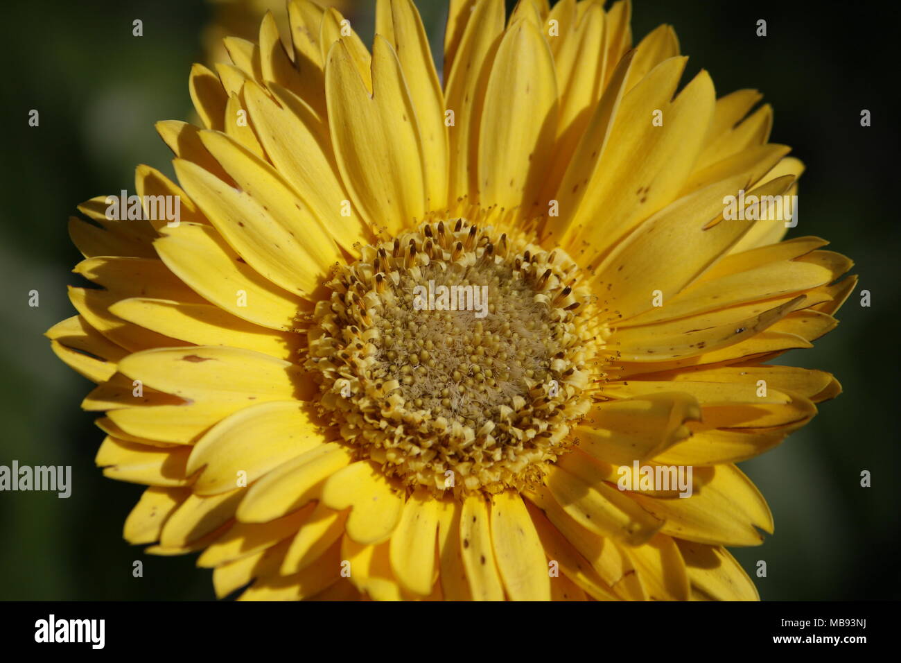 Fokus auf gelbe Gerbera Blume Stockfoto