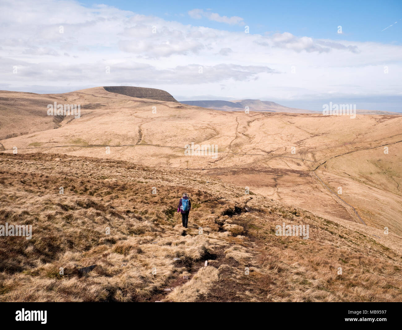 Weibliche Wanderer nähert sich Ventilator Gyhirych über penybonc y Duwynt, mit Blick nach Carmarthen Ventilator, fforest Fawr, Brecon Beacons National Park, South Wales, Großbritannien Stockfoto
