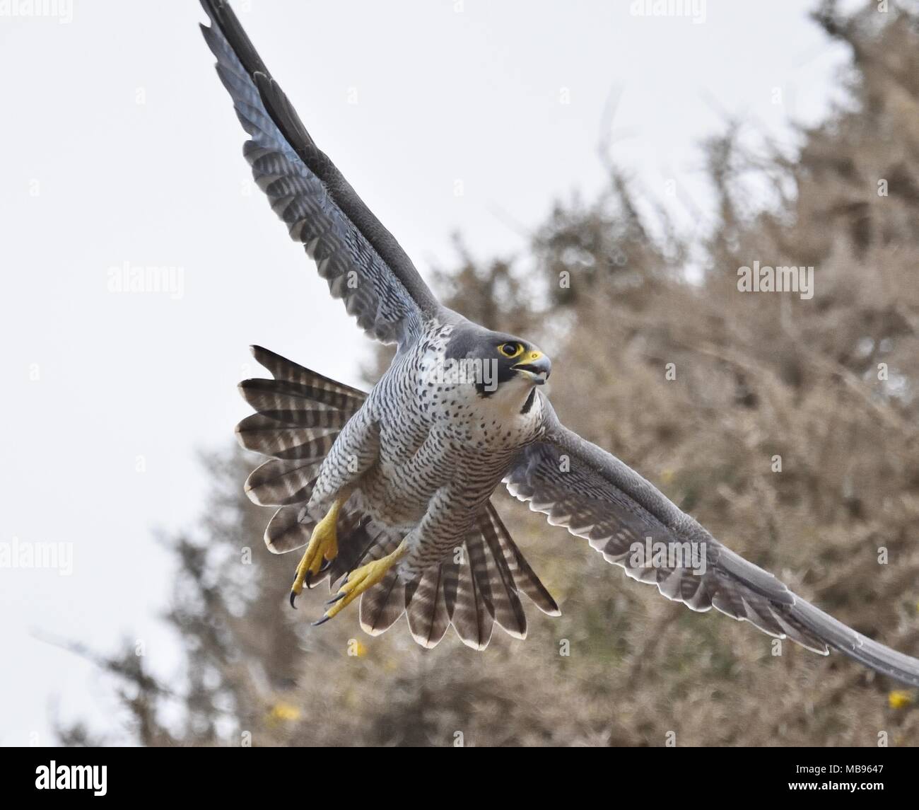 Wanderfalke im Flug in der Nähe erschossen. Stockfoto