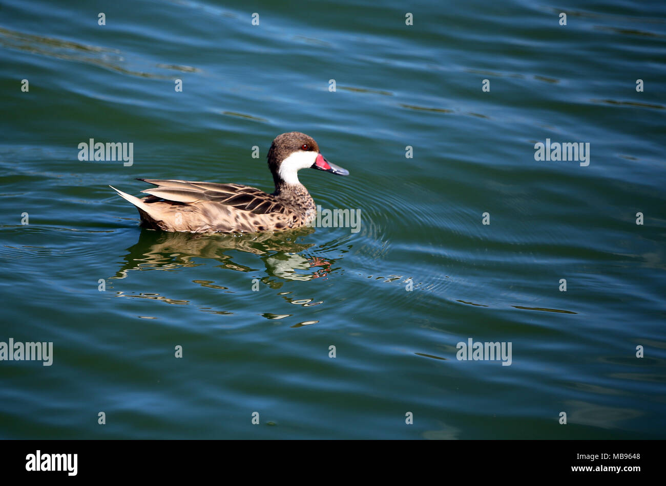 Weiß ist Pintalil Ente, Great Salt Teich, Philipsburg Stockfoto