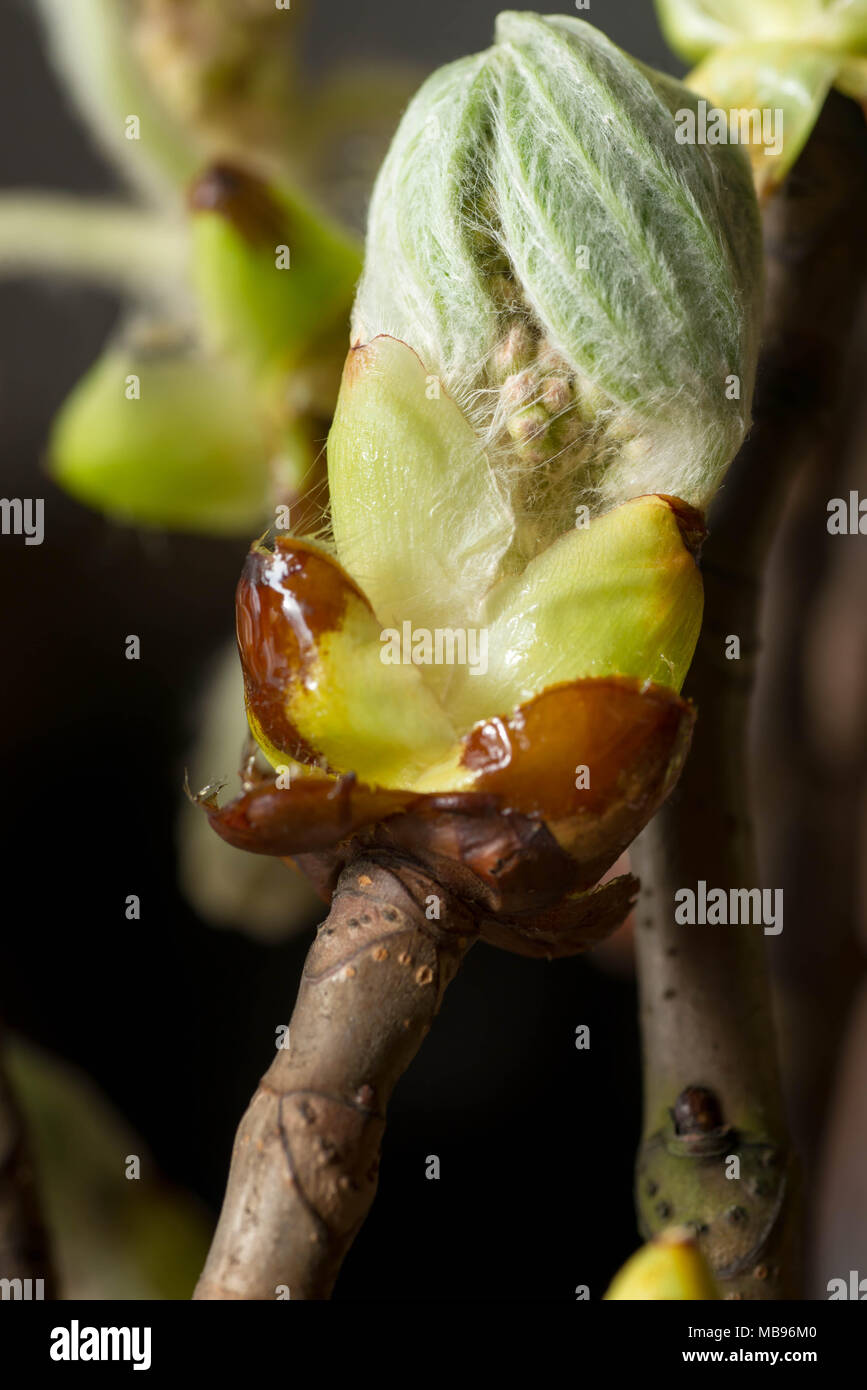 Feder Kastanie jungen Knospe Makro Stockfoto