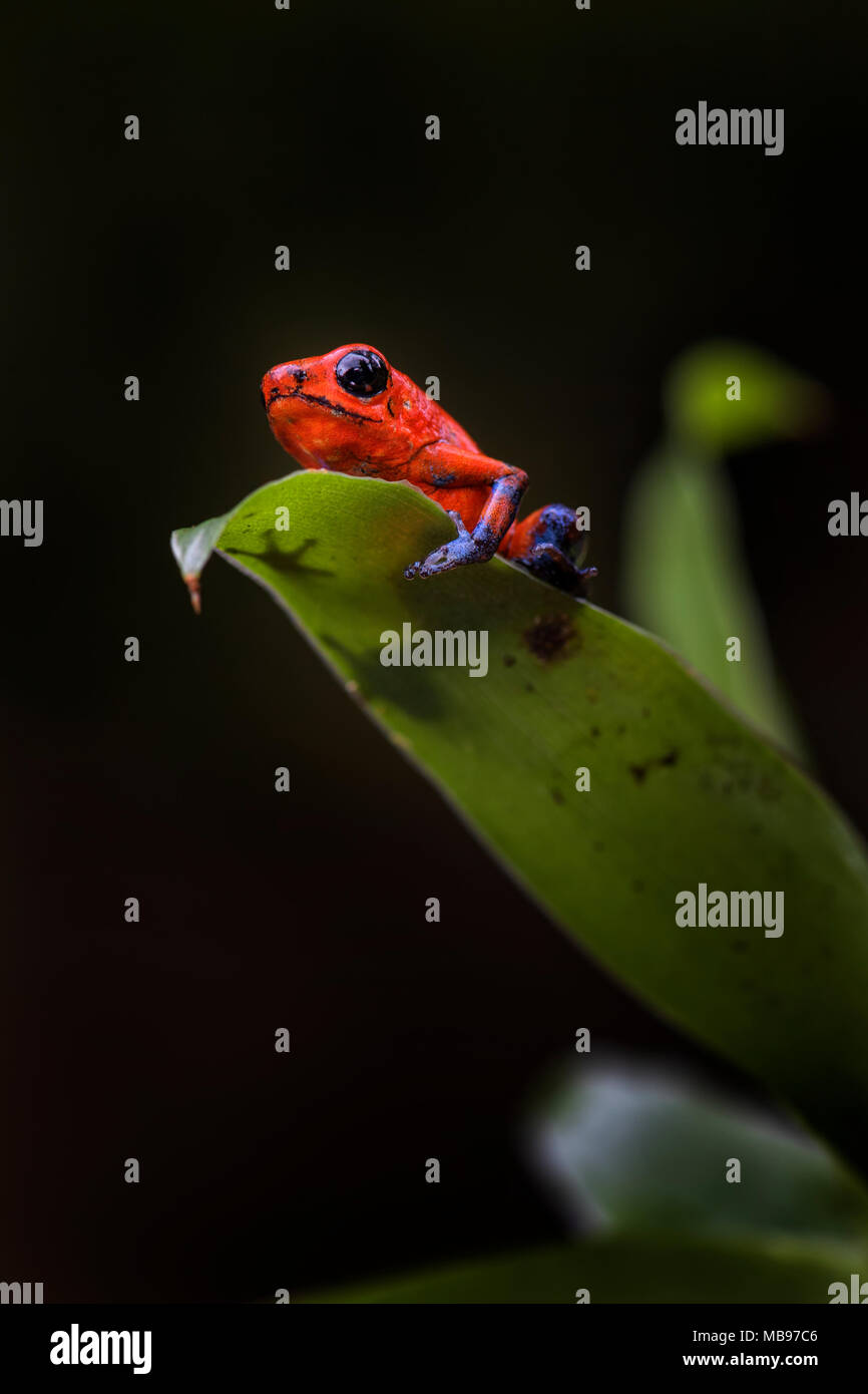 Roter Pfeilgiftfrosch Fotos Und Bildmaterial In Hoher Aufl sung Alamy roter-pfeilgiftfrosch-fotos-und-bildmaterial-in-hoher-aufl-sung-alamy