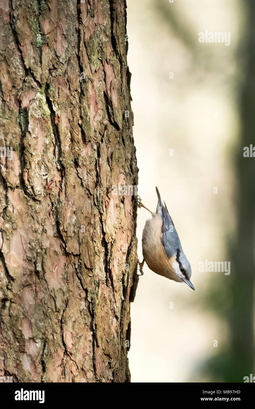 Wiltshire, Großbritannien. Ein eurasischer Nuthatch, Sitta Euopaea, ein kleiner Passanten, der eine Kiefer hinunterfährt und mit seinen starken Beinen nach unten geht Stockfoto