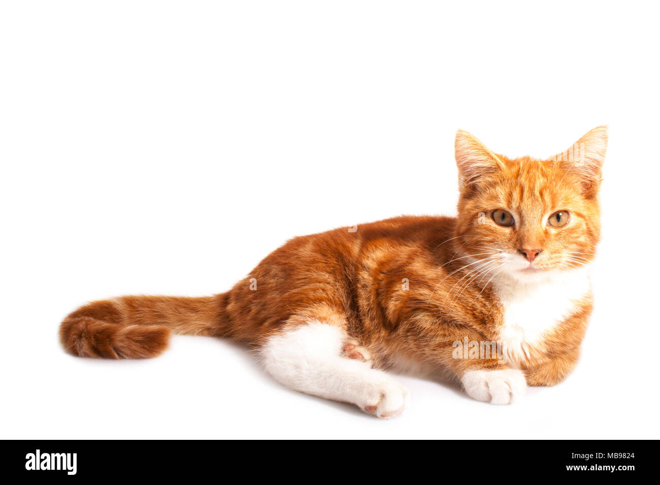 Ginger lustige Katze isoliert auf einem weißen Hintergrund Stockfoto