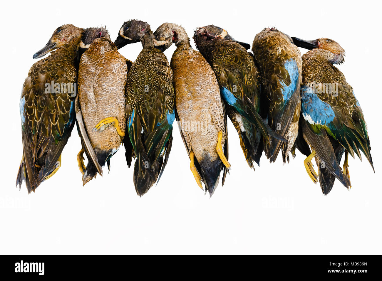 Tote Enten getötet auf Jagd als entspannende Verfolgung für Wildfleisch weißer Hintergrund Stockfoto