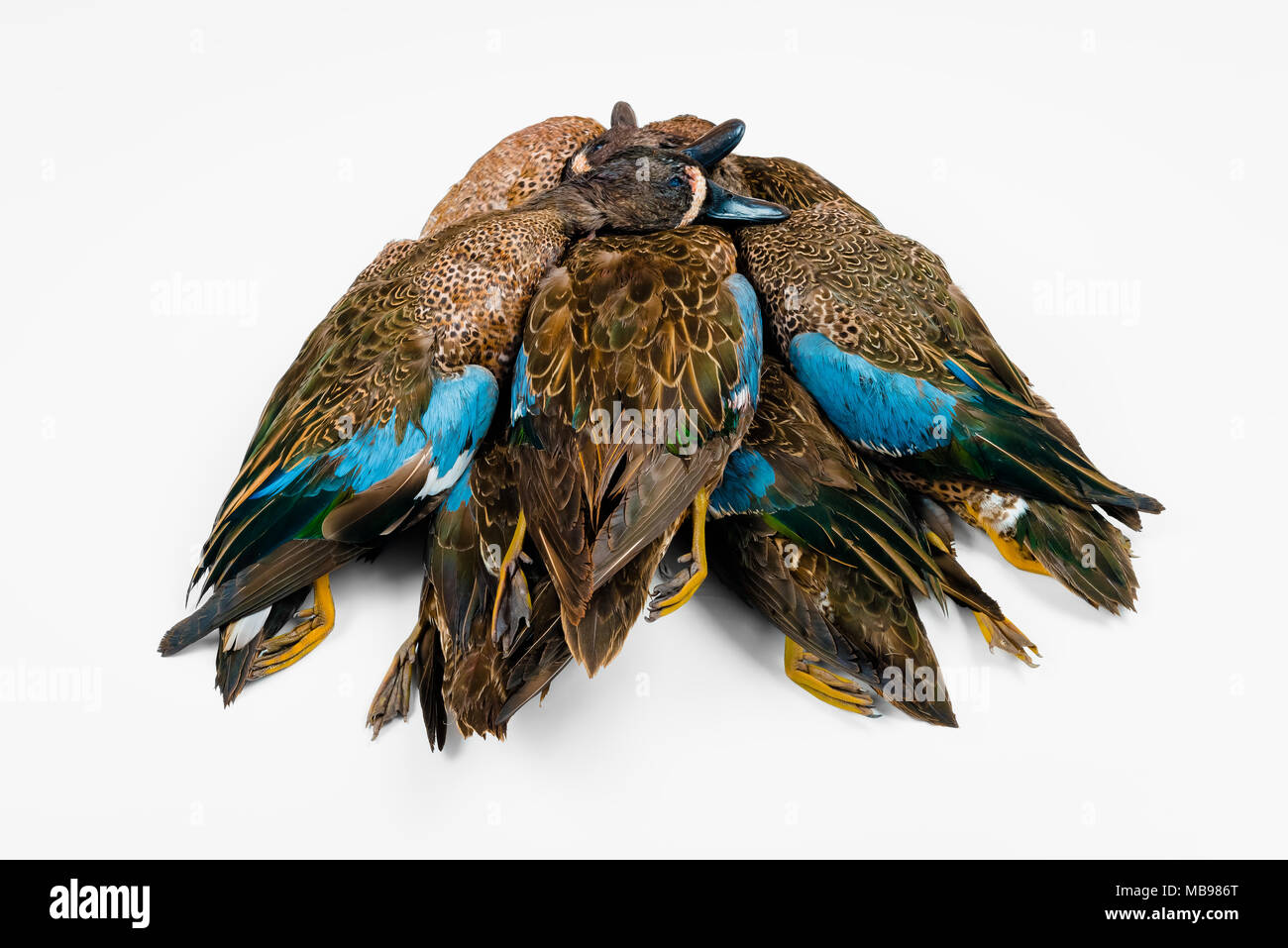 Tote Enten getötet auf Jagd als entspannende Verfolgung für Wildfleisch weißer Hintergrund Stockfoto