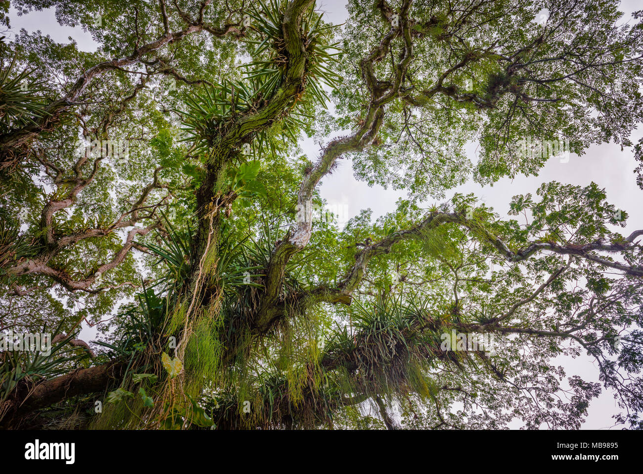 Riesige breiten tropischen Wald Baum gesehen von unten Karibik Trinidad und Tobago Stockfoto