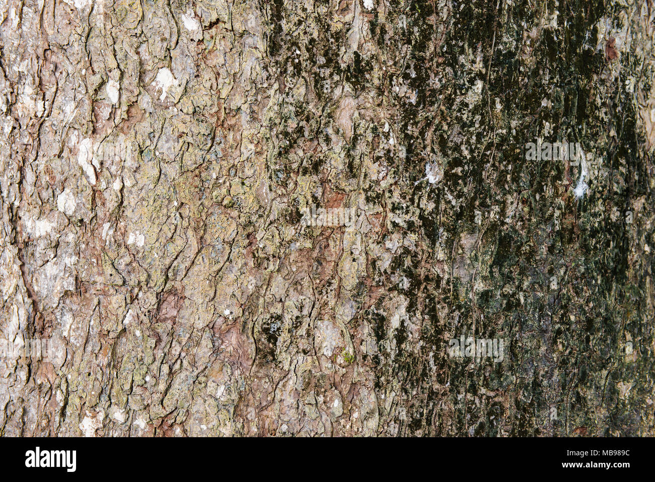 Baumrinde Haut außen Hintergrund trunk Organische verwitterten grunge Peel rustikalen Detaillierte. Stockfoto