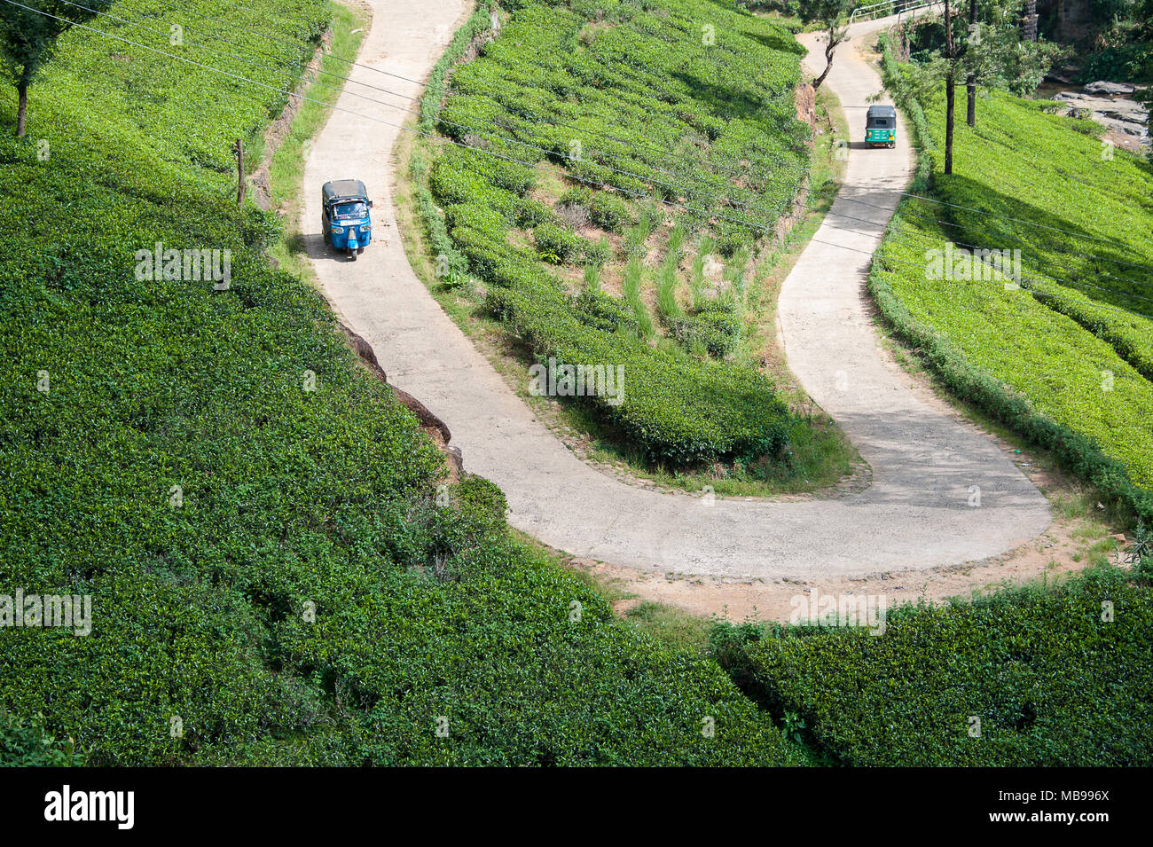 Luftaufnahme von Tuktuk Taxis auf einer Teeplantage, in der Nähe von Nuwara Eliya, Sri Lanka, eine kurvenreiche Straße schlängelt sich durch eine grüne Landschaft Stockfoto