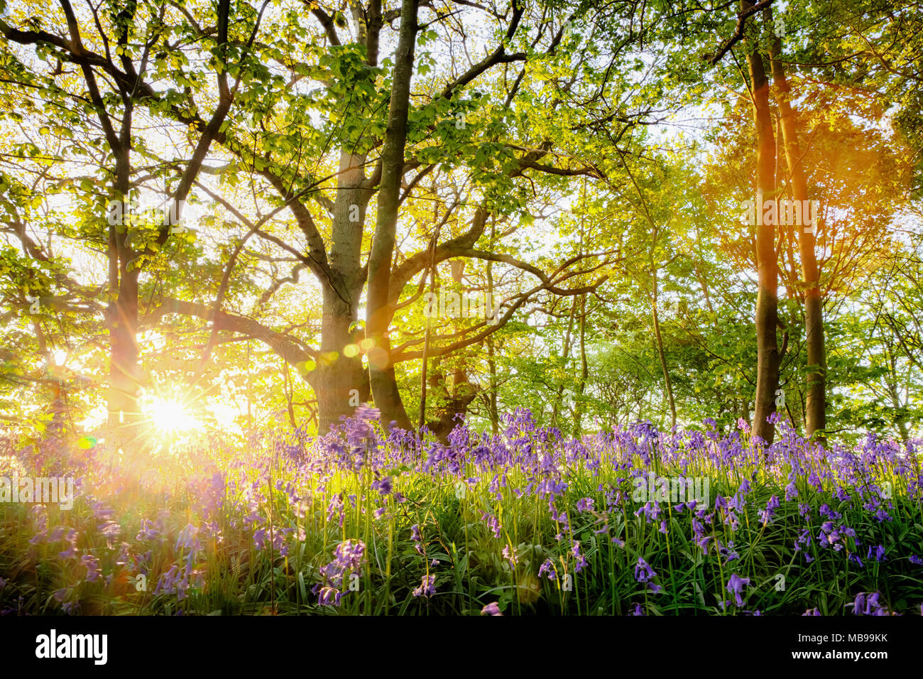 Erstaunlich bluebell Wald mit sunrise Platzen durch die Bäume, frische, natürliche Landschaft mit Frühling Blumen unter dem Wald Bäume. In Norf entfernt Stockfoto