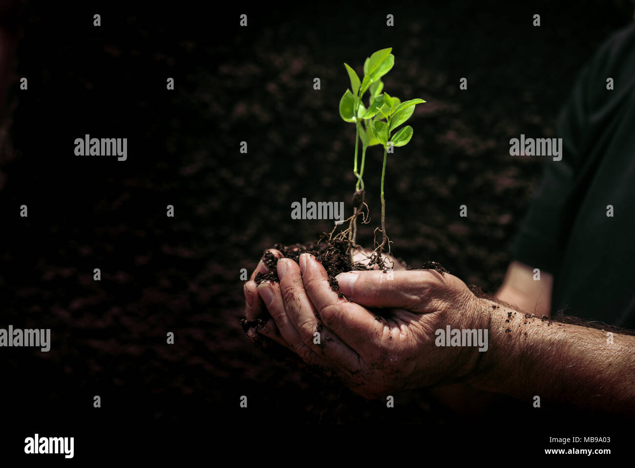 Junge Pflanzen auf Erde in der Hand eines Landwirts. Stockfoto