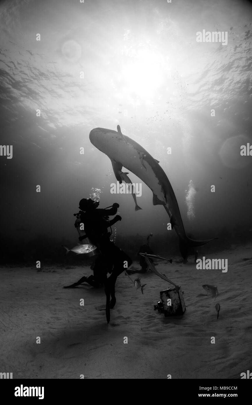 Spielen mit iger shark Bahamas Stockfoto