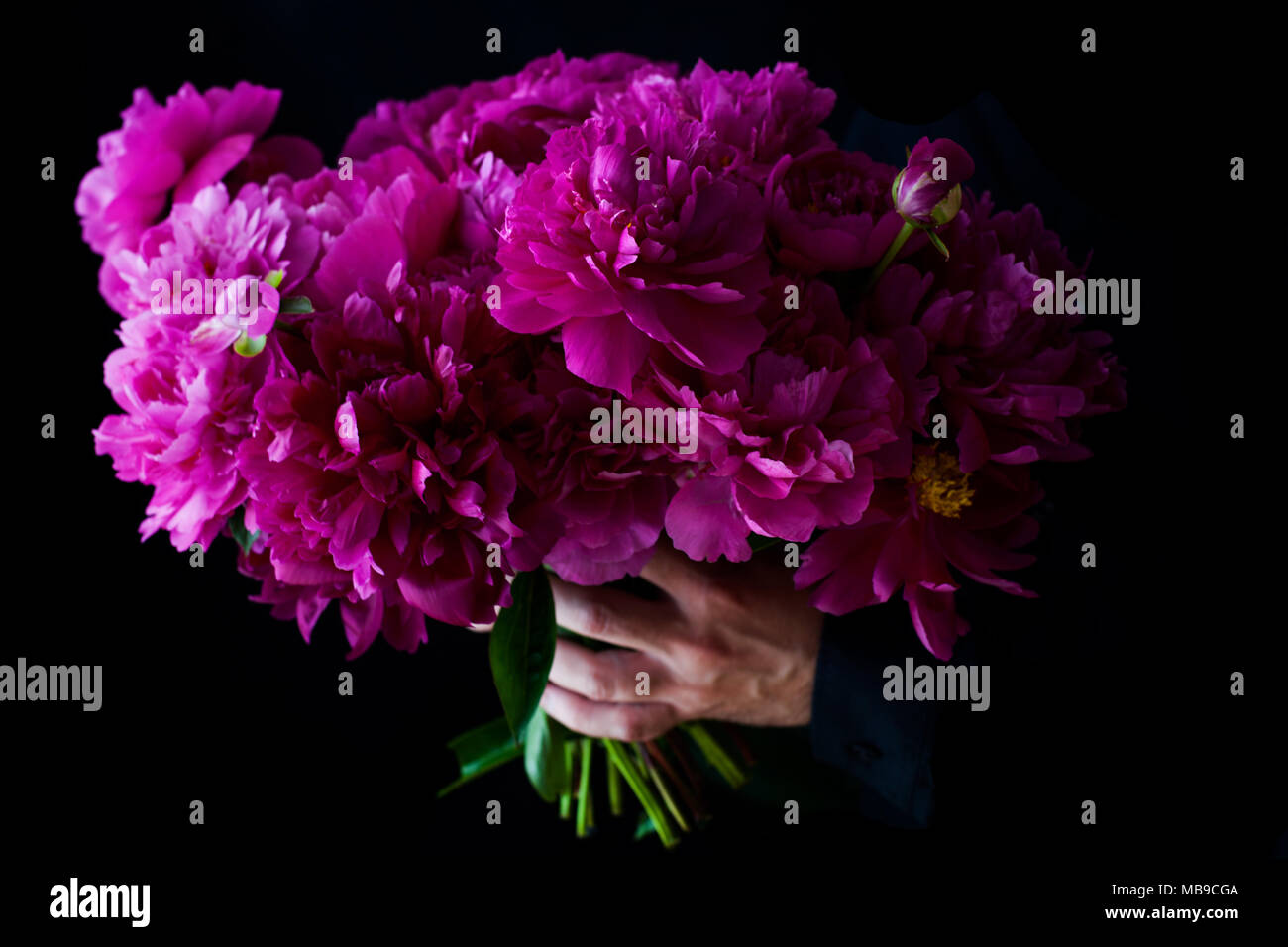 Burgunder, Rot, leuchtend rote Päonien - Blumenstrauß auf schwarzem Hintergrund Stockfoto