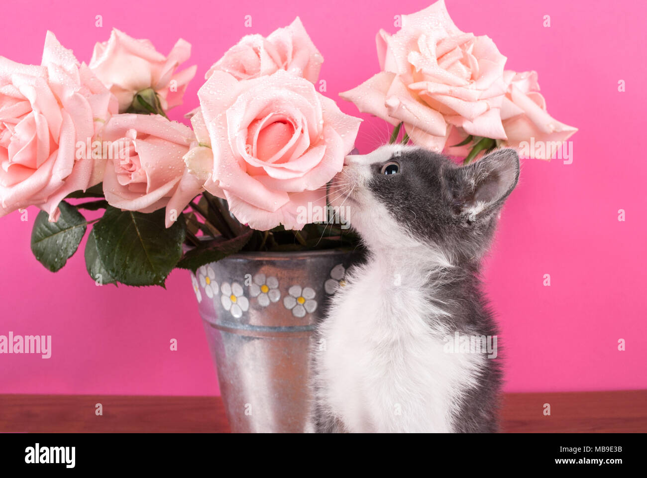 Cat riechende Blume Rosen auf einem Holztisch und rosa Hintergrund Stockfoto