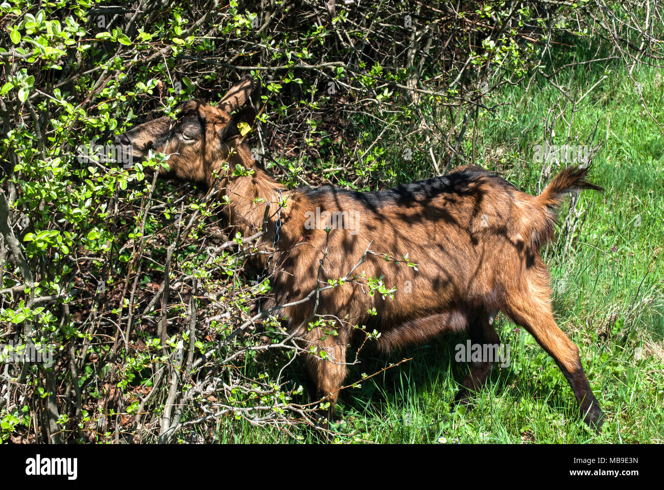 Inländische braunen Ziege an einem Frühlingstag in der Natur fressen Blätter an den Zweigen Stockfoto