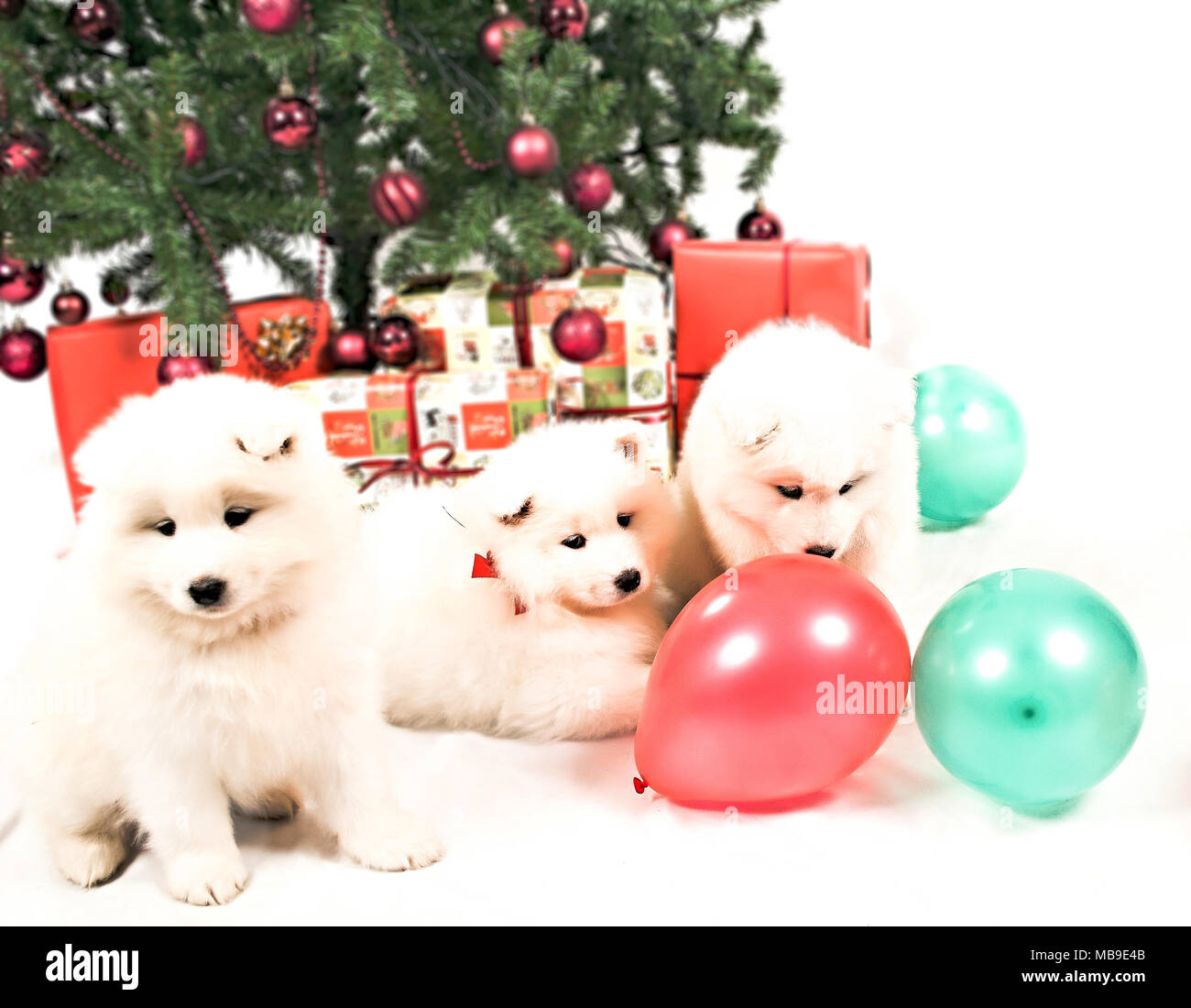 Drei schönen weißen sibirischen Samojeden Welpen spielen unter dem Weihnachtsbaum Stockfoto