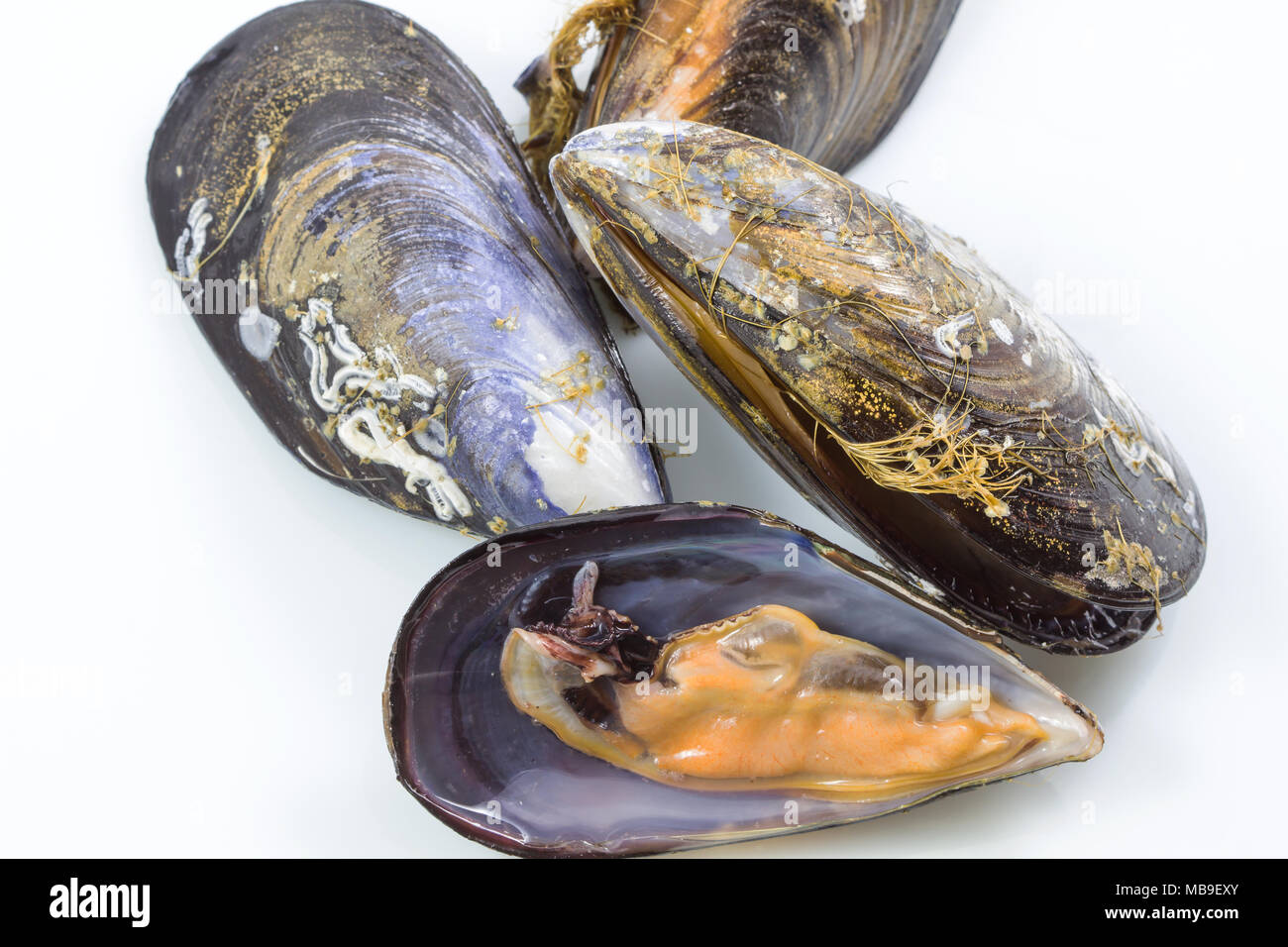 Frische Muscheln, gekochte Muscheln, Meeresfrüchte auf weißem Hintergrund mit Freistellungspfad isoliert. Stockfoto