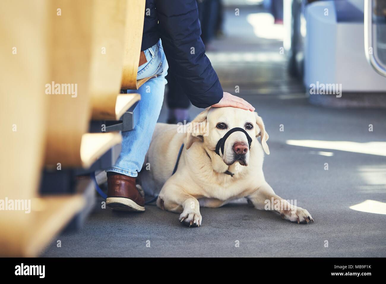 Junger Mann mit seinem Hund Reisen mit öffentlichen Verkehrsmitteln. Labrador Retriever auf dem Boden der Straßenbahn liegen. Stockfoto