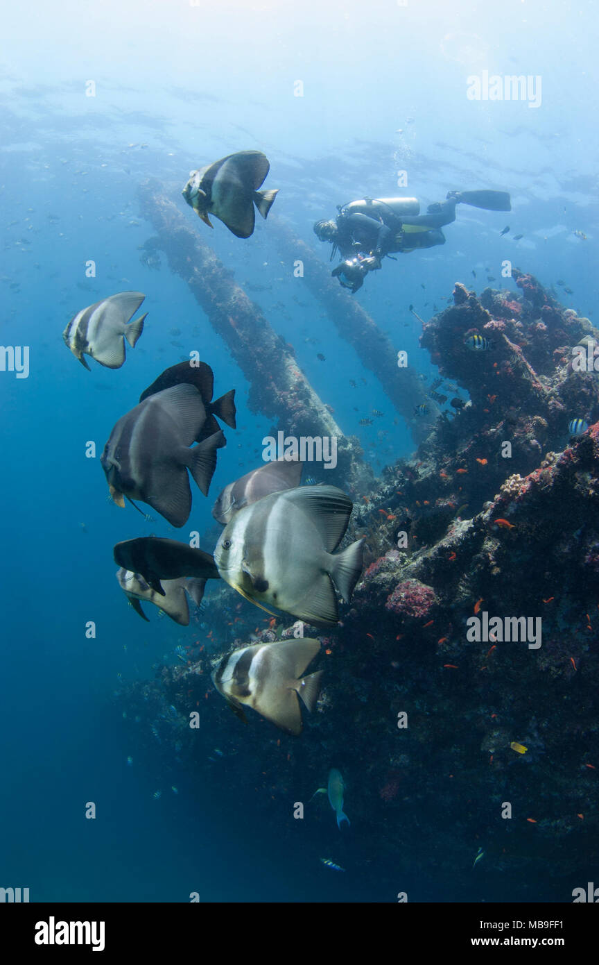 Werft Wrack in Lhaviyani Atoll, Malediven mit einer Schule von Fledermausfischen Stockfoto