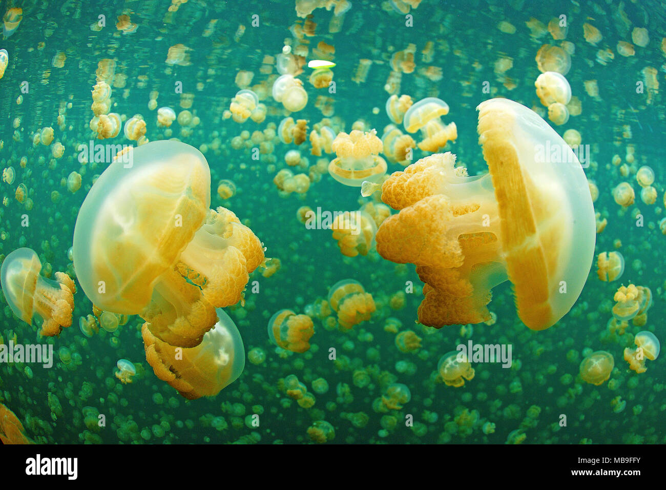 Oder Papua Mastigias jellyfish Quallen (mastigias Papua), Quallen See, Eil Malk Island, Palau, Mikronesien Stockfoto