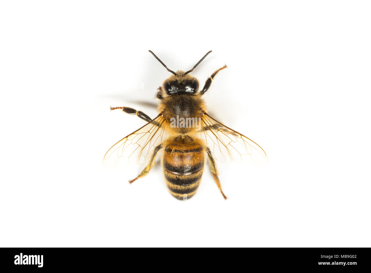Yellow-legged Mining Biene, Andrena flavipes, Familie Andrenidae, Monmouthshire, Wales, April Stockfoto