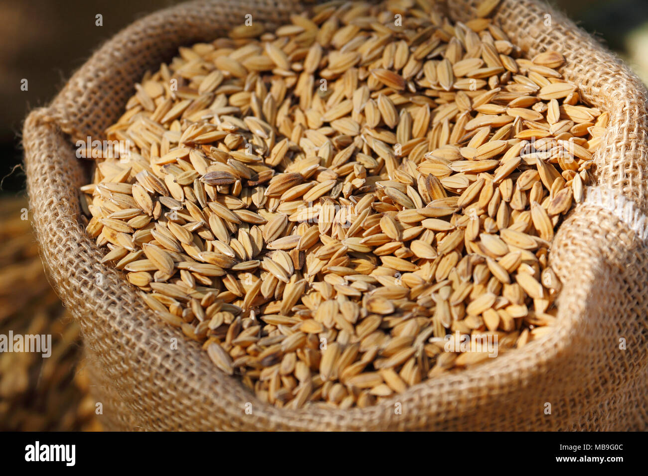 Unmilled-Reis in Braun hanf Sack Stockfoto