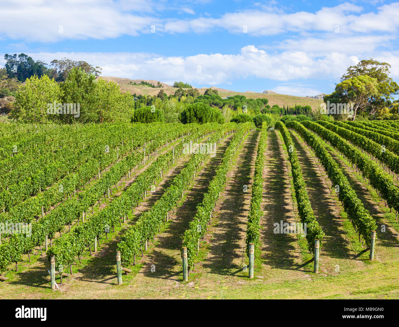 Hawkes Bay in Neuseeland Neuseeland Trauben auf Reben in Zeilen in einem Weinberg in der Hawkes Bay Napier Neuseeland Nordinsel NZ Stockfoto