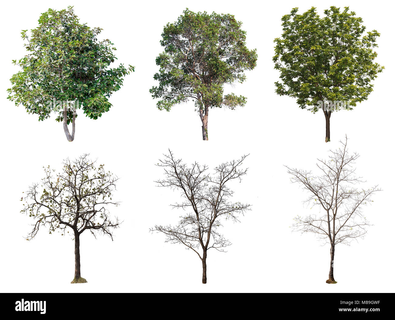 Sammlung Baum und Baum ohne Blätter Stockfoto