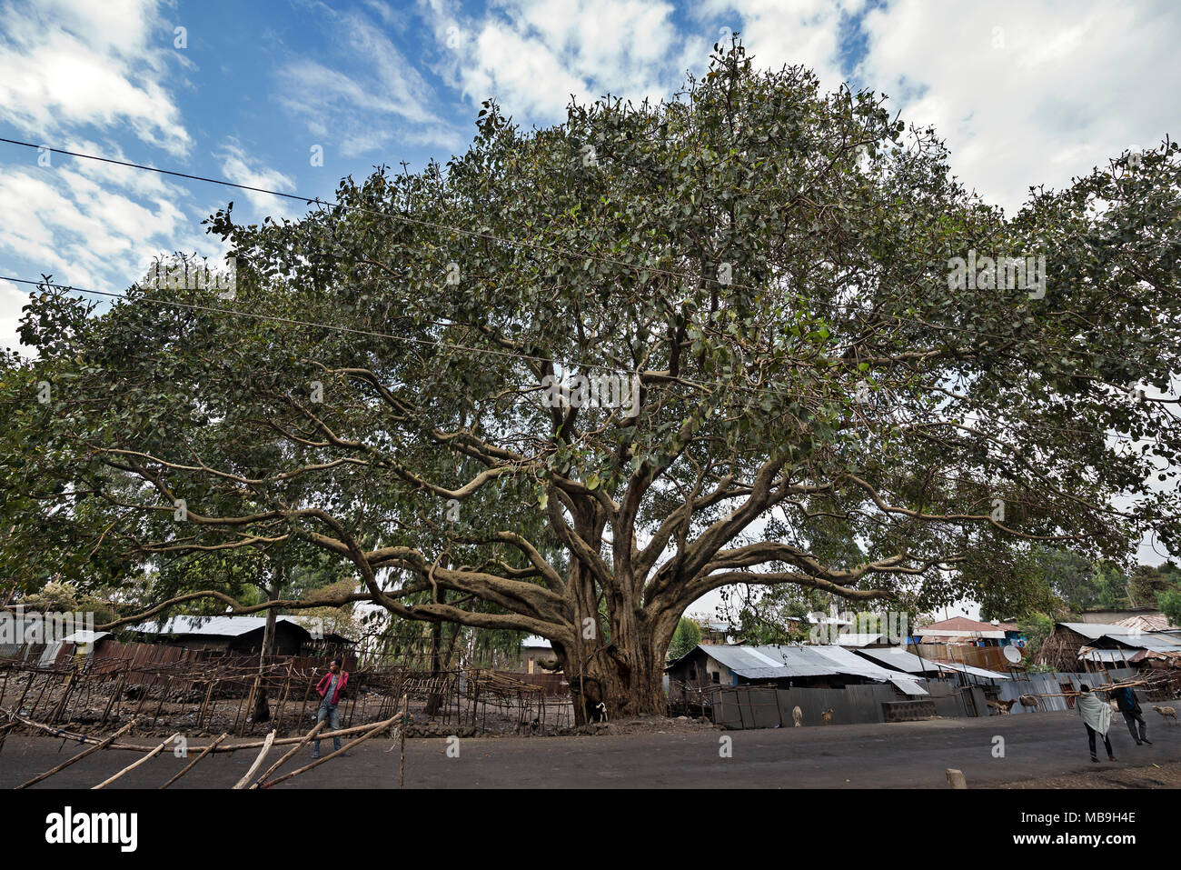 Bergahorn, Debre Libanos, Äthiopien Stockfoto