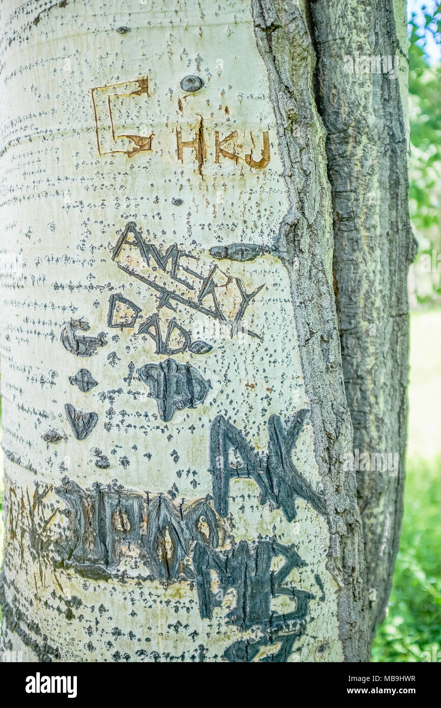 Rohöl Graffiti und Namen geschnitzt in den Wald von einem Aspen Tree in der Nähe zu sehen, der Amtsleitung Stockfoto