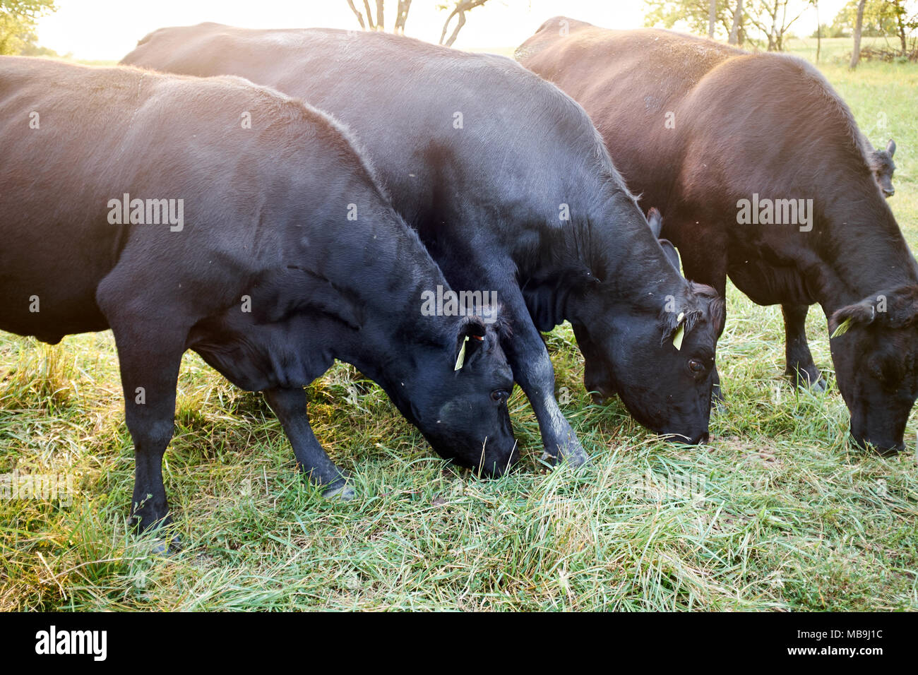 Herde von Rindfleisch grasende Kühe auf Gras in der Nähe zu sehen, mit Hintergrundbeleuchtung durch helles Aufflackern von der Sonne Stockfoto
