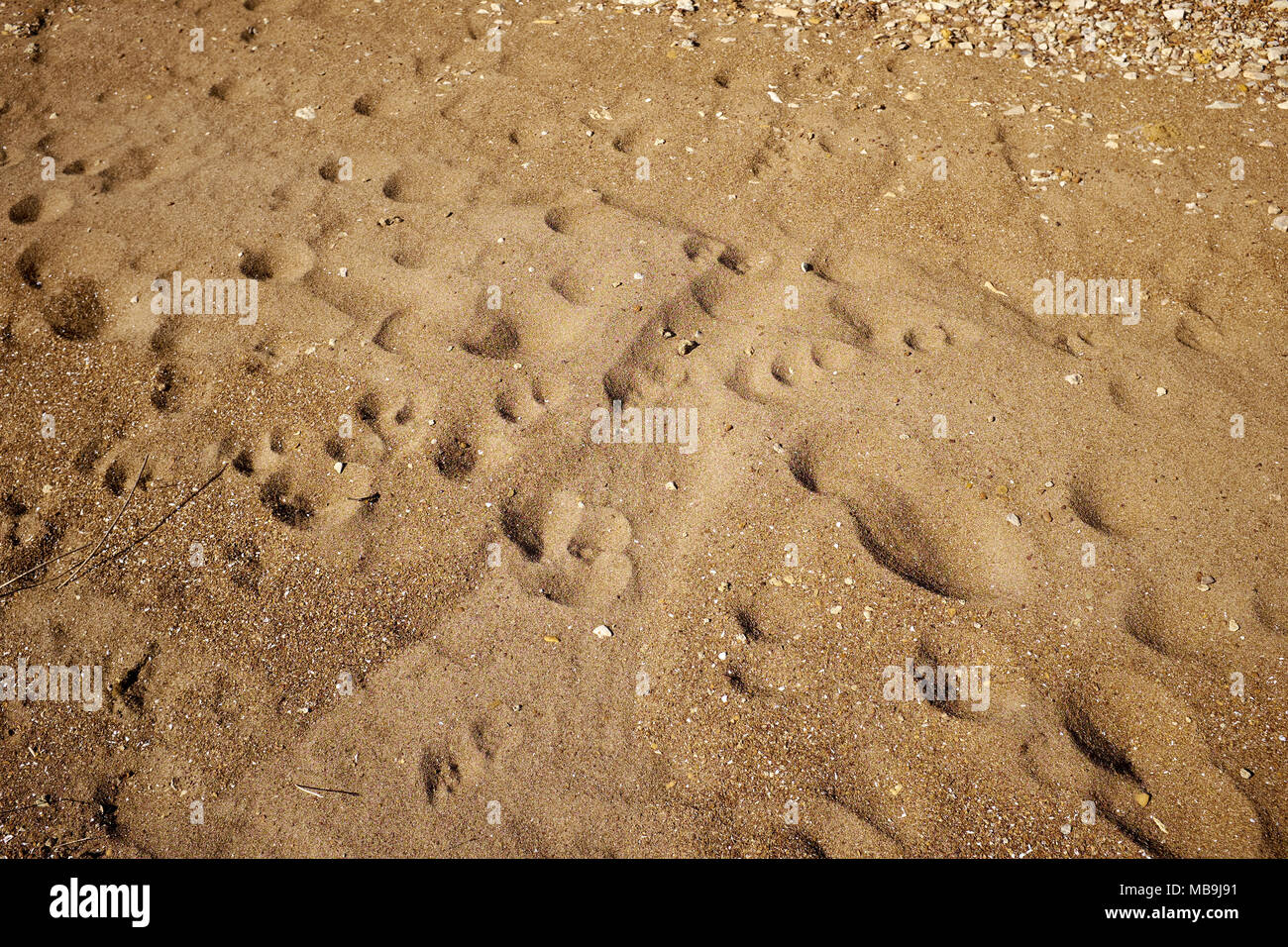 Footprints und Pfotenabdrücke in Sand und tiefe Einbuchtungen beleuchtet nach einer niedrigen Winkel Abendsonne Stockfoto