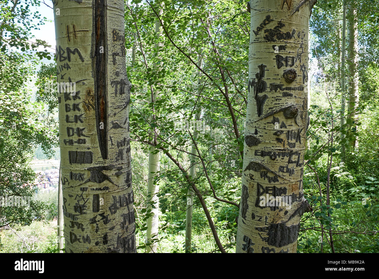 Graffiti geschnitzt in die Stämme der Aspen Bäume mit Namen, Initialen, Herzen und kritzelt Natur verunstalten Neben einem Wanderweg Stockfoto