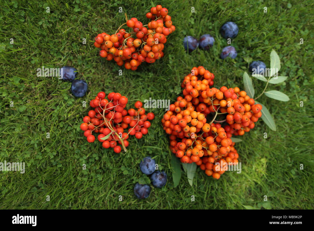 Immer noch leben Der blaue Pflaumen und orangen Vogelbeeren Stockfoto