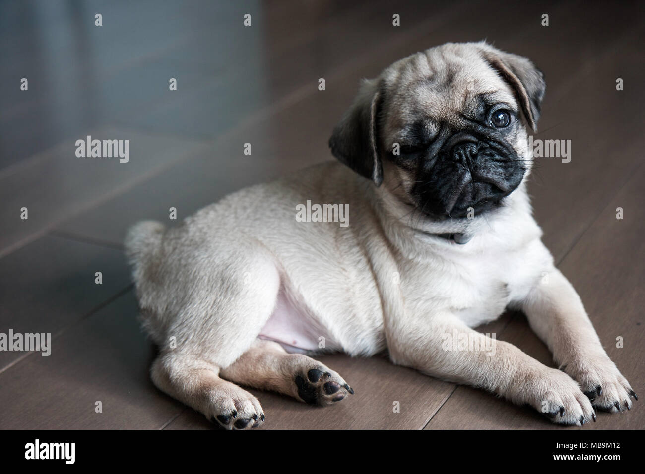 Mops Welpen Stockfotos und bilder Kaufen Alamy