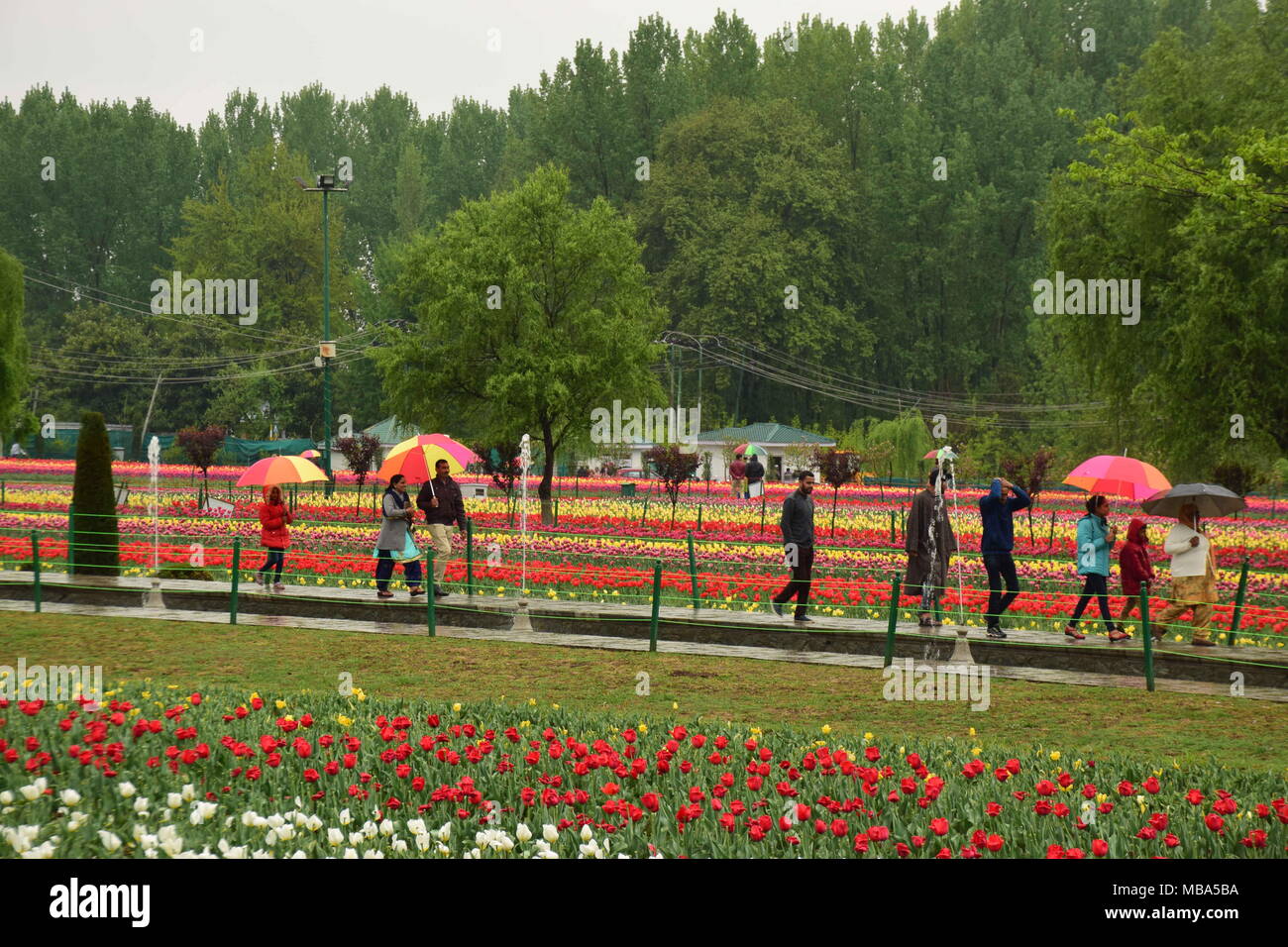 April 9, 2018 - Srinagar, Jammu und Kaschmir, Indien - Touristen Spaziergänge durch größte tulip Garten blühte Asien in Srinagar bei Regen. Regen Wimpern das Kaschmir-tal heute bringt die Temperatur über das Tal und auf über wenige Tage forcasted durch MeT Abteilung festgezurrt werden.. Tulpen abgebildet mit voller Blüte bei Regen in Asien der größte tulip Garden in Srinagar. Mit 20 lakh Tulpen von 46 Sorten in seinem Schoß, Asiens größte € Tulip Garten mit Blick auf den weltberühmten Dal Lake Srinagar. Früher bekannt als Siraj Bagh, der Indira Gandhi Memorial Tulip Garden wurde im Jahr 2008 eröffnet wurde Stockfoto