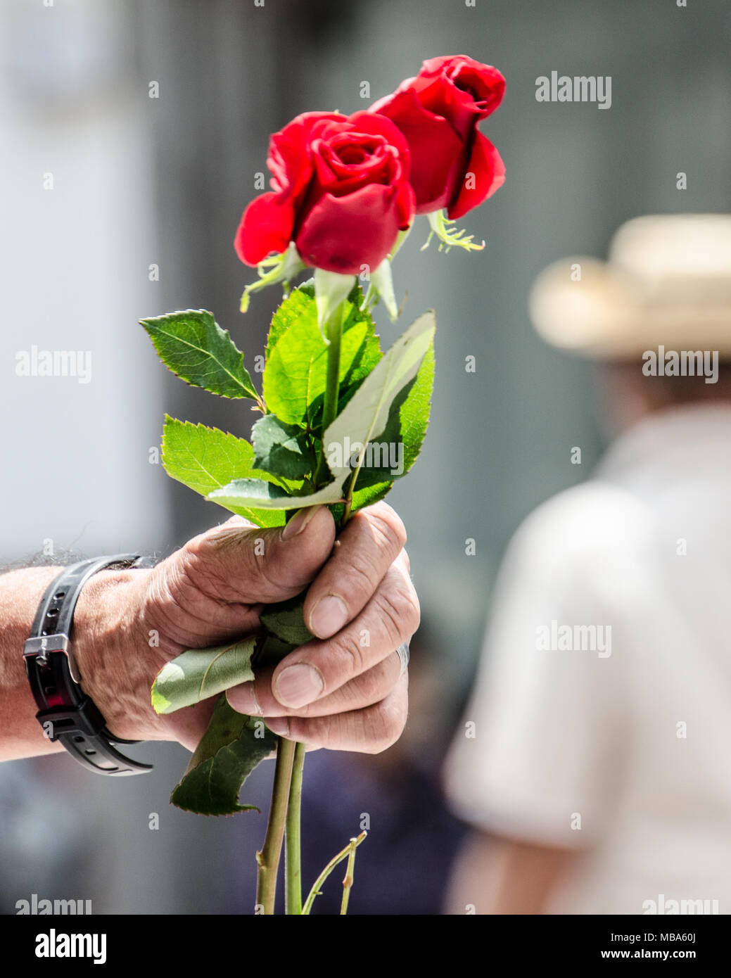 Liebe und Romanzen, in der Nähe von älteren Männern Hand, die Rosen auf Straße der Stadt. - In Quito, Ecuador. Stockfoto