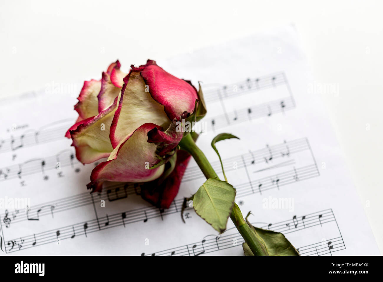 Noten mit trockener Rose. Die Idee, das Konzept für die Liebe zur Musik, der Komponist, musikalischer Inspiration. Stockfoto
