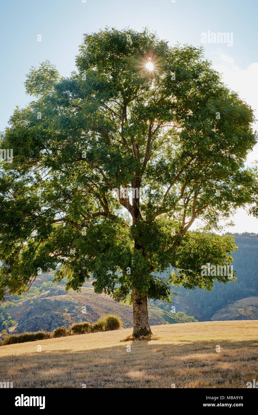 Ein einsamer Baum mit Hintergrundbeleuchtung in den späten Sommer Sonne der Cevennen, Frankreich. Stockfoto