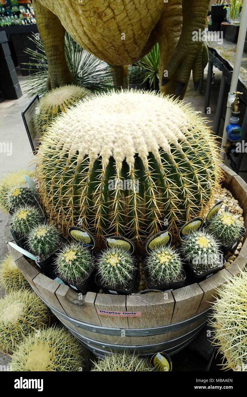 Mexiko oder allgemein als Golden Barrel Cactus bekannt Stockfoto