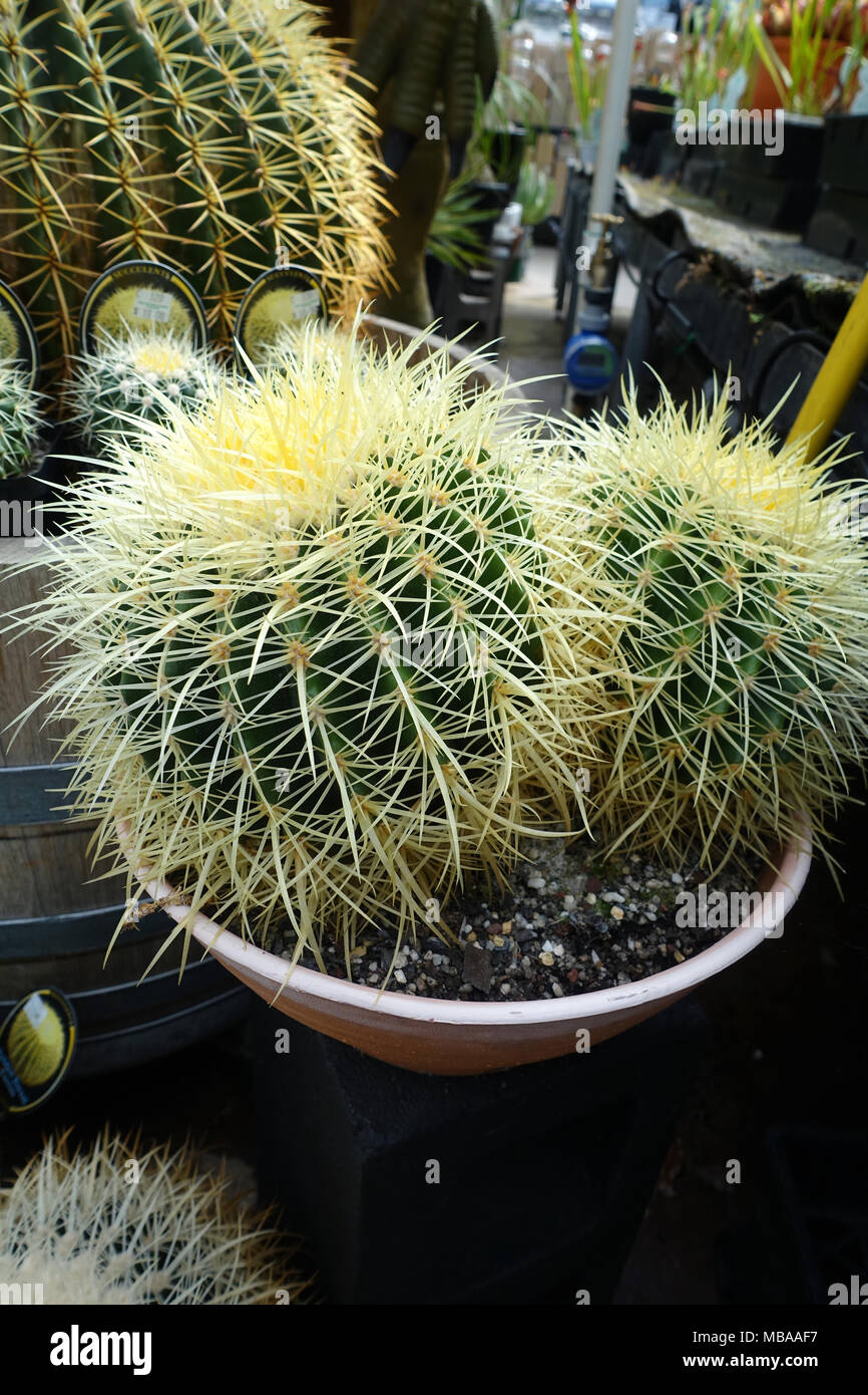 Mexiko oder allgemein als Golden Barrel Cactus bekannt Stockfoto