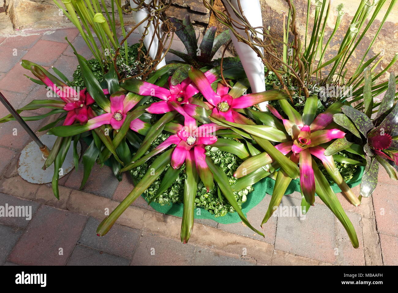 Vriesea Pflanzen oder als Vriesia draco Bromelie bekannt Stockfoto Vriesea Pflanzen oder als Vriesia draco Bromelie bekannt Stockfoto