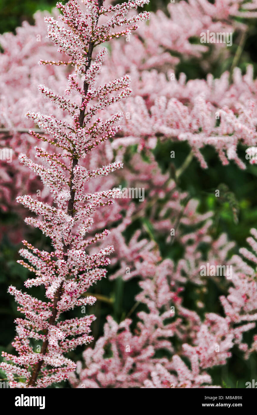 Schöne Nahaufnahme von einem Zweig mit rot-weißen Blüten Stockfoto
