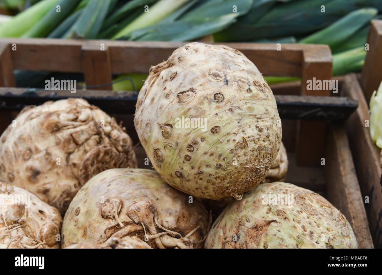 Knollensellerie (apium graveolens var rapaceum), auch genannt Rübe - Verwurzelt celeryon Anzeige an der Sussex Bauer mobile Farm Shop in Brighton Stockfoto