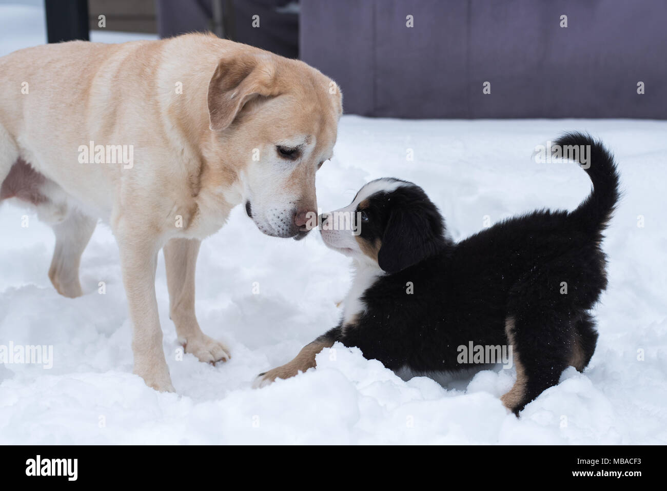 Ein Berner Sennenhund Welpen an einem gelben Lab suchen. Stockfoto