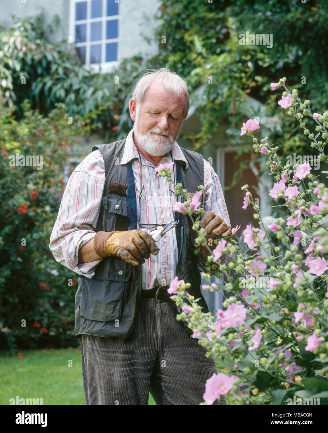 Pensionierte ältere Mann GÄRTNER BESCHNEIDUNG Strauch im heimischen Garten ENGLAND UK rosa Blüten Stockfoto